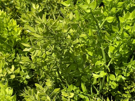 Stinging,Maeusedorn,Ruscus,aculeatus,is a medicinal and rock garden plant with red berries. Prickly,Ruscus,Ruscus,aculeatus,is a medicinal and rock garden plant with red berries.