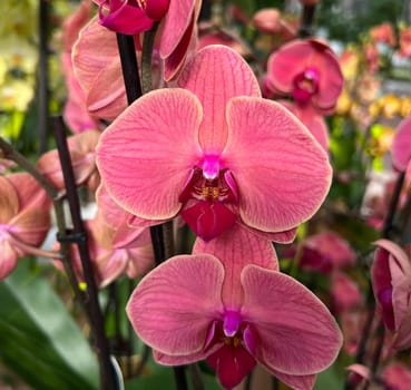 Butterfly orchids,Phalaenopsis,are particularly beautiful flowers for indoor rooms that bloom particularly long and are available in many colors. Butterfly orchids,Phalaenopsis,are particularly beautiful indoor flowers that bloom for a long time and come in many colors.
