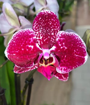 Butterfly orchids,Phalaenopsis,are particularly beautiful flowers for indoor rooms that bloom particularly long and are available in many colors. Butterfly orchids,Phalaenopsis,are particularly beautiful indoor flowers that bloom for a long time and come in many colors.