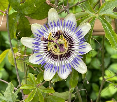 Passionflower,Passiflora,caerulea is a climbing and medicinal plant with beautiful blue flowers. Passion flower,Passiflora,caerulea is a climbing and medicinal plant with beautiful blue flowers.