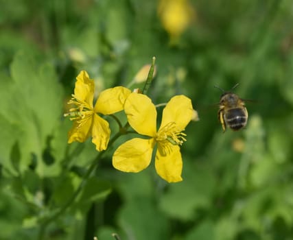 Chelidonium majus is an important medicinal and medicinal plant with yellow flowers. Celandine,Chelidonium majus is an important medicinal and medicinal plant and with yellow flowers