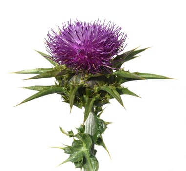 Milk thistle,Silybum marianum is an important medicinal plant. Milk thistle,Silybum marianum,is an important medicinal plant.