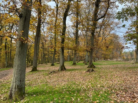 Autumn forest,autumn impression in the forest with colourful leaves. Autumn forest,autumn impression in the forest with colorful leaves.