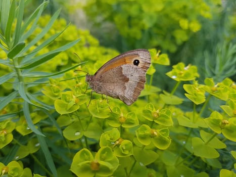 Oxeye,Maniola jurtina is a moth of insects. Oxeye,Maniola jurtina is a butterfly and belongs to the insects.