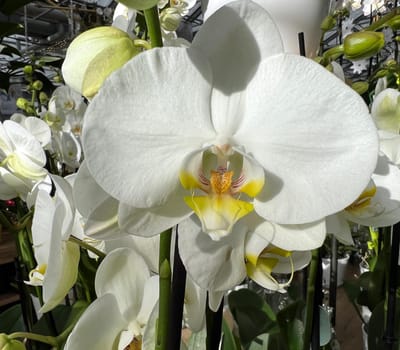 Butterfly orchids,Phalaenopsis,are particularly beautiful flowers for indoor rooms that bloom particularly long and are available in many colors. Butterfly orchids,Phalaenopsis,are particularly beautiful indoor flowers that bloom for a long time and come in many colors.