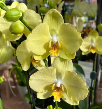 Butterfly orchids,Phalaenopsis,are particularly beautiful flowers for indoor rooms that bloom particularly long and are available in many colors. Butterfly orchids,Phalaenopsis,are particularly beautiful indoor flowers that bloom for a long time and come in many colors.