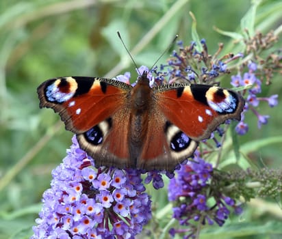 Butterflies are insects with large wings. Butterflies are insects with large wings.