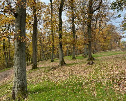 Autumn forest,autumn impression in the forest with colourful leaves. Autumn forest,autumn impression in the forest with colorful leaves.