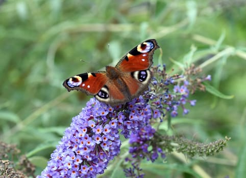 Butterflies are insects with large wings. Butterflies are insects with large wings.