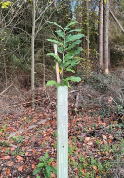 Plant protection huts are needed to protect young trees from wild food. Plant protection covers are needed to protect young planted trees from being eaten by wild animals.