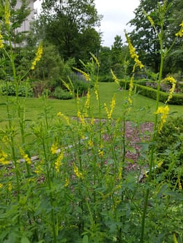 Sweet clover,Melilotus officinalis,is an important medicinal and medicinal plant and with white or yellow flowers. Sweet clover,Melilotus officinalis,is an important medicinal plant and has white or yellow flowers.