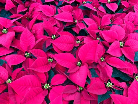 Poinsettia,Euphorbia pulcherrima is a shrub native to South America,which is called the poinsettia due to its red high leaves and winter flowering season. Poinsettia,Euphorbia pulcherrima is a shrub native to South America known as poinsettia because of its red bracts and winter flowering season