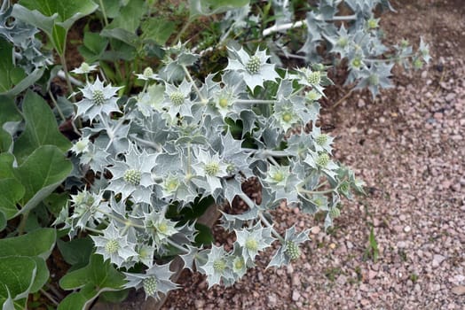 Sea thistle,Eryngium maritimum,is a species of thistle that thrives in sand near the coast. Beach thistle,Eryngium maritimum,is a species of thistle that thrives in the sand near the coast.