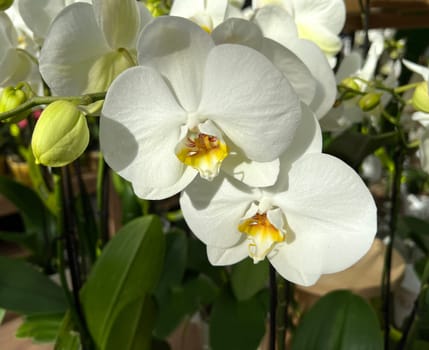 Butterfly orchids,Phalaenopsis,are particularly beautiful flowers for indoor rooms that bloom particularly long and are available in many colors. Butterfly orchids,Phalaenopsis,are particularly beautiful indoor flowers that bloom for a long time and come in many colors.
