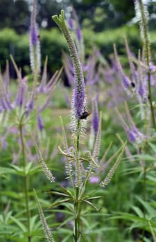 Honorary award,Veronica longifolia is a beautiful bee-friendly perennial with blue flowers. Speedwell,Veronica longifolia is a beautiful bee friendly perennial with blue flowers.