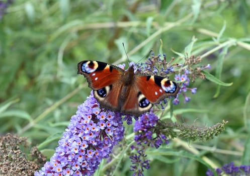 Butterflies are insects with large wings. Butterflies are insects with large wings.