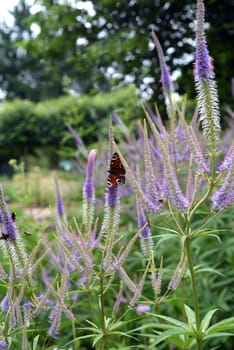 Honorary award,Veronica longifolia is a beautiful bee-friendly perennial with blue flowers. Speedwell,Veronica longifolia is a beautiful bee friendly perennial with blue flowers.