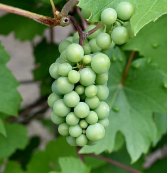 White wine,Riesling Vitis vinifera,is a wine that is mainly grown in the Rheingau Hesse. White wine,Riesling Vitis vinifera,is a wine that is mainly grown in the Rheingau region of Hesse