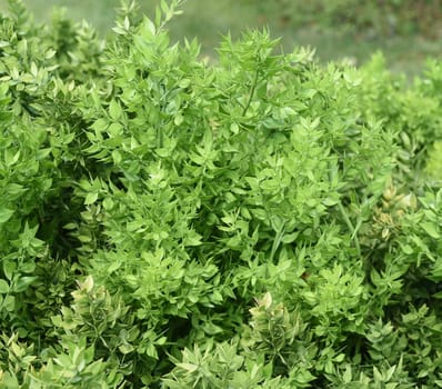 Stinging,Maeusedorn,Ruscus,aculeatus,is a medicinal and rock garden plant with red berries. Prickly,Ruscus,Ruscus,aculeatus,is a medicinal and rock garden plant with red berries.