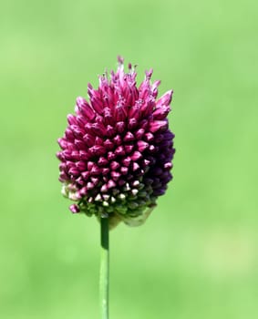Ornamental garlic,giant leek,Allium giganteum is a beautiful ornamental plant in the garden and has purple flowers. Ornamental Lily,Giant Lily,Allium Giganteum is a beautiful ornamental plant in the garden and has purple flowers.