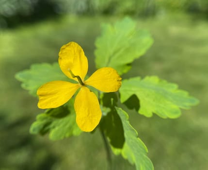 Chelidonium majus is an important medicinal and medicinal plant with yellow flowers. Celandine,Chelidonium majus is an important medicinal and medicinal plant and with yellow flowers