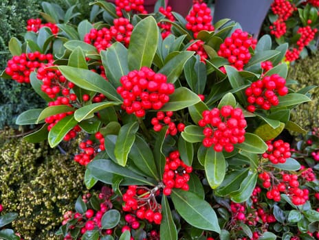 Skimmia japonica,is an attractive plant with beautiful red berries in autumn. Skimmia japonica,is an attractive plant with beautiful red berries in autumn.
