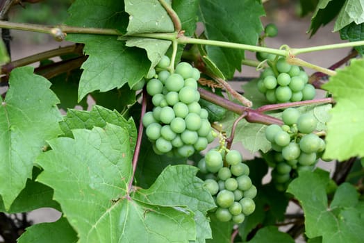 White wine,Riesling Vitis vinifera,is a wine that is mainly grown in the Rheingau Hesse. White wine,Riesling Vitis vinifera,is a wine that is mainly grown in the Rheingau region of Hesse