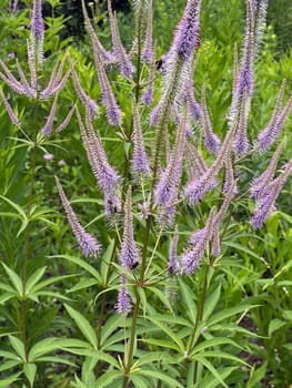 Honorary award,Veronica longifolia is a beautiful bee-friendly perennial with blue flowers. Speedwell,Veronica longifolia is a beautiful bee friendly perennial with blue flowers.