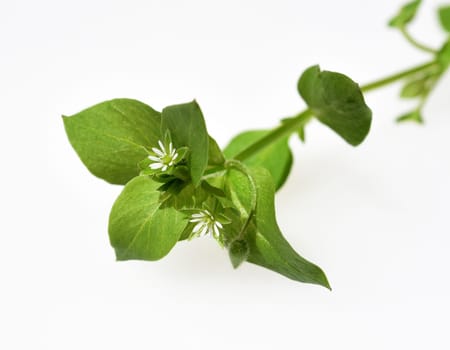 Chickweed,Stellaria,media,is a medicinal plant that grows in meadows and fields with white flowers. Chickweed,Stellaria,media,is a medicinal plant that grows on meadows and in the field with white flowers.