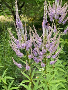 Honorary award,Veronica longifolia is a beautiful bee-friendly perennial with blue flowers. Speedwell,Veronica longifolia is a beautiful bee friendly perennial with blue flowers.