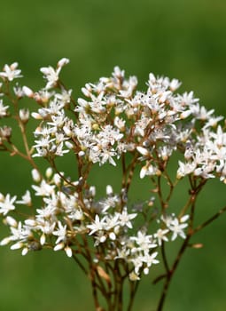 White wall pepper,Sedum album,is a medicinal and rock garden plant with white flowers. White stonecrop,Sedum album,is a medicinal and rock garden plant with white flowers.