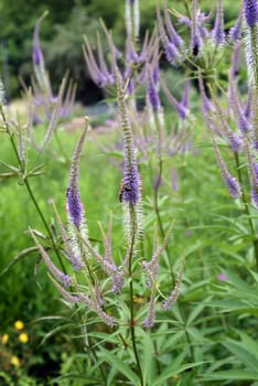 Honorary award,Veronica longifolia is a beautiful bee-friendly perennial with blue flowers. Speedwell,Veronica longifolia is a beautiful bee friendly perennial with blue flowers.