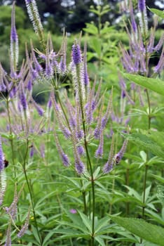Honorary award,Veronica longifolia is a beautiful bee-friendly perennial with blue flowers. Speedwell,Veronica longifolia is a beautiful bee friendly perennial with blue flowers.