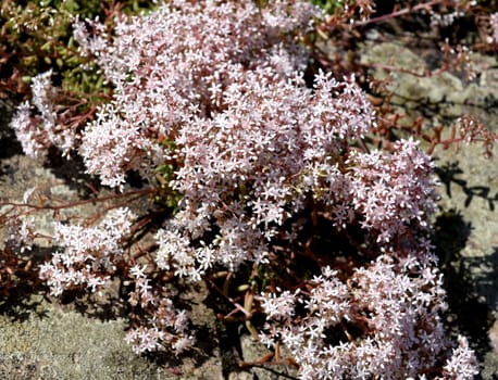 White wall pepper,Sedum album,is a medicinal and rock garden plant with white flowers. White stonecrop,Sedum album,is a medicinal and rock garden plant with white flowers.
