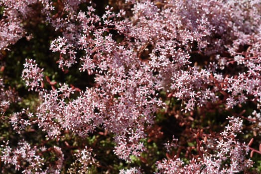 White wall pepper,Sedum album,is a medicinal and rock garden plant with white flowers. White stonecrop,Sedum album,is a medicinal and rock garden plant with white flowers.
