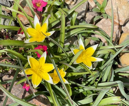 Wild tulips are the ancestors of modern garden tulips. Wild tulips are the ancestors of modern garden tulips