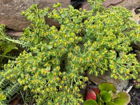 Euphorbia myrsinites is a beautiful plant with green flowers. Roller spurge is a beautiful plant with green flowers.