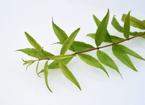 Lemon verbena,Verveine Lippia citrodora,Tist an important medicinal and tea plant. Lemon verbena,Verbena Lippia citrodora,is an important medicinal and tea plant