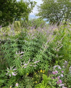 Honorary award,Veronica longifolia is a beautiful bee-friendly perennial with blue flowers. Speedwell,Veronica longifolia is a beautiful bee friendly perennial with blue flowers.