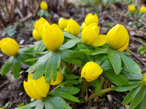 Winterling,Eranthis hyemalis,is a flower that blooms in winter and has yellow flowers. Winterling,Eranthis hyemalis,is a flower that blooms in winter and has yellow flowers.