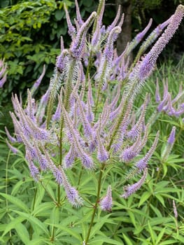 Honorary award,Veronica longifolia is a beautiful bee-friendly perennial with blue flowers. Speedwell,Veronica longifolia is a beautiful bee friendly perennial with blue flowers.