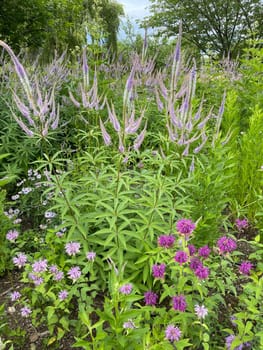 Honorary award,Veronica longifolia is a beautiful bee-friendly perennial with blue flowers. Speedwell,Veronica longifolia is a beautiful bee friendly perennial with blue flowers.