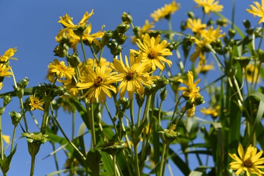 Cup plant,Silphium perfoliatum,Bewachsenblaettrige Becher plant comes from the USA and is used there as a fodder plant and energy plant. Cup plant,Silphium perfoliatum,cup plant comes from the USA and is used there as a fodder plant and energy plant.