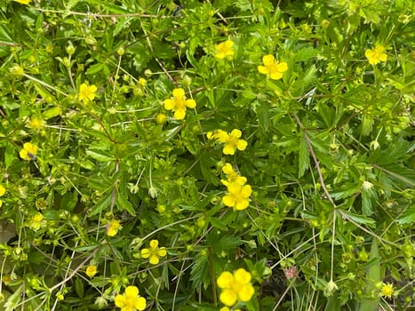 Bloodroot,Potentilla erecta,is an important medicinal plant with yellow flowers. Bloodroot,Potentilla erecta,is an important medicinal plant with yellow flowers