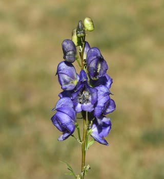 Monkshood,Aconitium napellus is a poisonous and medicinal plant with blue flowers. Monkshood,Aconitium napellus is a poisonous and medicinal plant with blue flowers.