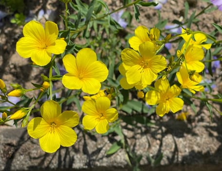 Yellow linen,linum,a yellow flower that provides color accents in the garden or on the balcony. Yellow linen,Linum,a yellow flower that provides color accents in the garden or on the balcony.