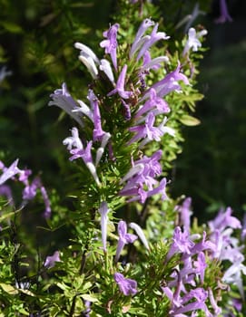 Poliomintha bustamanta or Mexican oregano,is a spice plant and medicinal plant with purple flowers. Poliomintha bustamanta,or Mexican oregano,is an aromatic and medicinal herb with purple flowers.