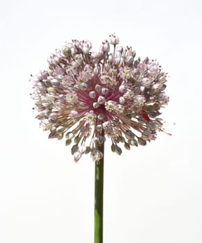 Leek,allium,porrum,is a medicinal plant,and one of the most important kitchen herbs. Leek,Allium,porrum,is a medicinal plant and one of the most important kitchen herbs.
