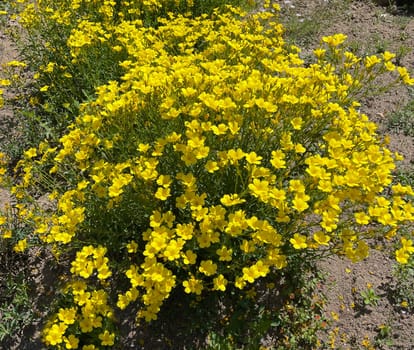 Yellow linen,linum,a yellow flower that provides color accents in the garden or on the balcony. Yellow linen,Linum,a yellow flower that provides color accents in the garden or on the balcony.