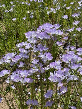 French flax,Linum Narbonense,a blue flower that provides color accents in the garden or on the balcony. French flax,Linum Narbonense,a blue flower that provides colorful accents in the garden or on the balcony.
